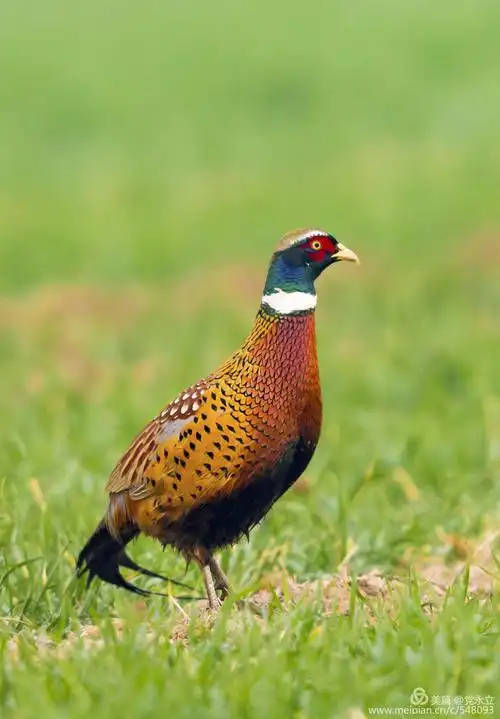 七彩山鸡真漂亮!