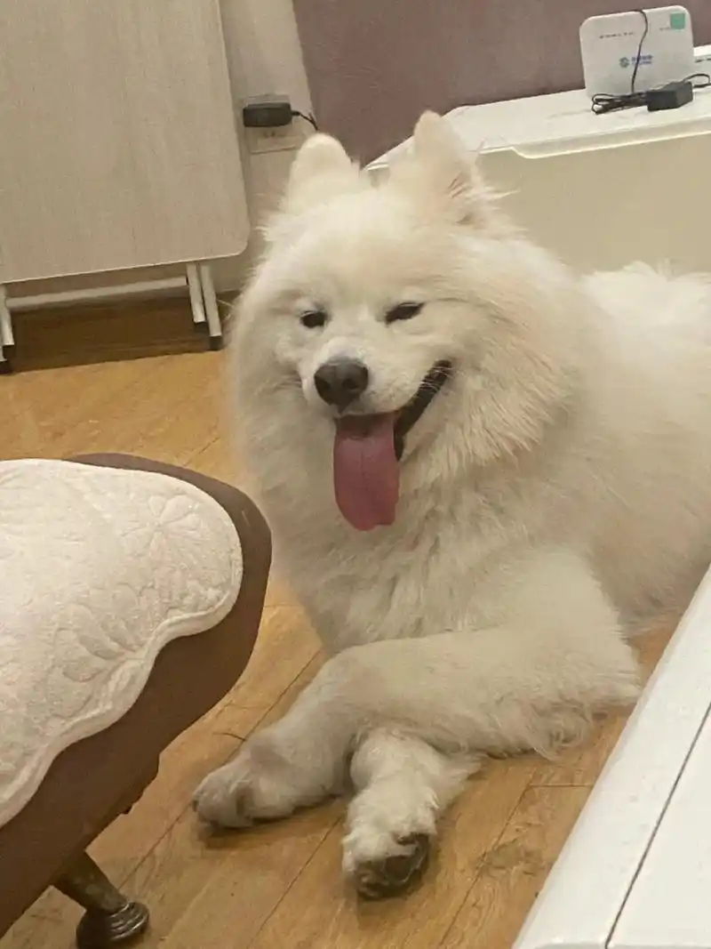 狗子和我一起十个月的表情变化.#微笑天使萨摩耶 #啥时候能当 - 抖音