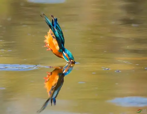 定型倒影 - 艺术创意 鸟网