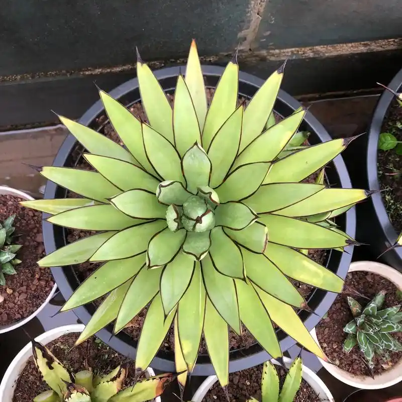 超爱龙舌兰.#爱生活爱养花 #我的花花草草9494 花匠的春 - 抖音