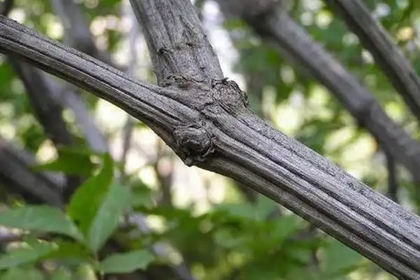 降龙木学名是什么树