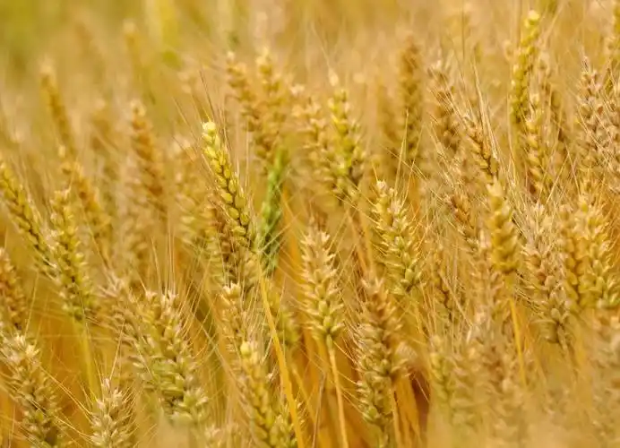 宁波这里的麦田居然这么美