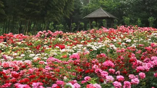 花如海,香袭人, 八百亩玫瑰争开艳, ——游溧水"南京玫瑰园"