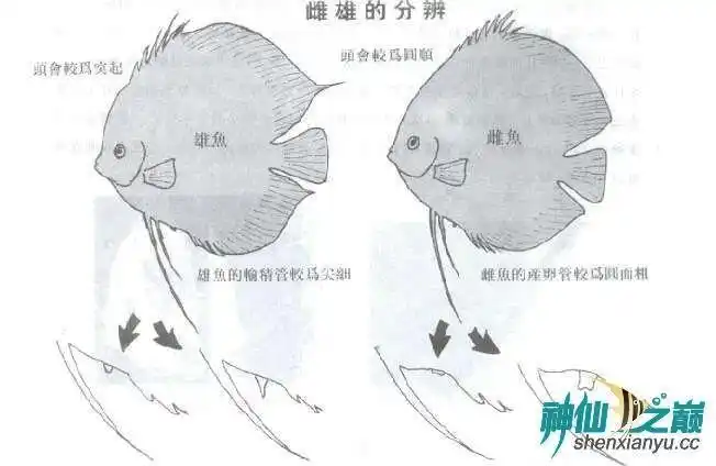 我也要搞繁殖首先谁来教教我怎么区分雌雄