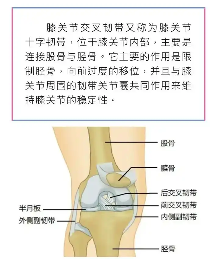 前交叉韧带(alc)损伤 - 抖音