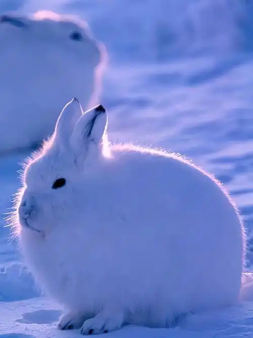 而且哦,北极兔的耳朵超级大,好像两个竖立