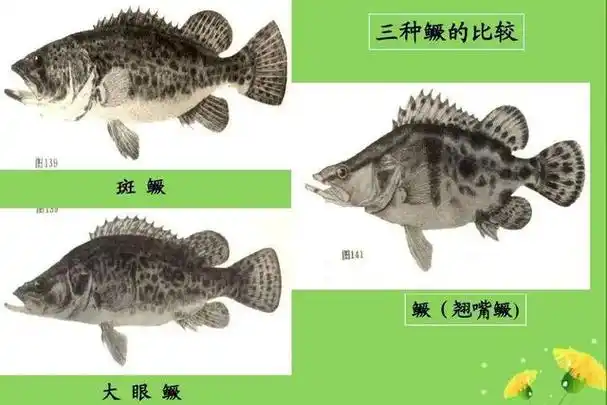 黑龙江鱼类"三花五罗十八子"名实考(最新修订版)