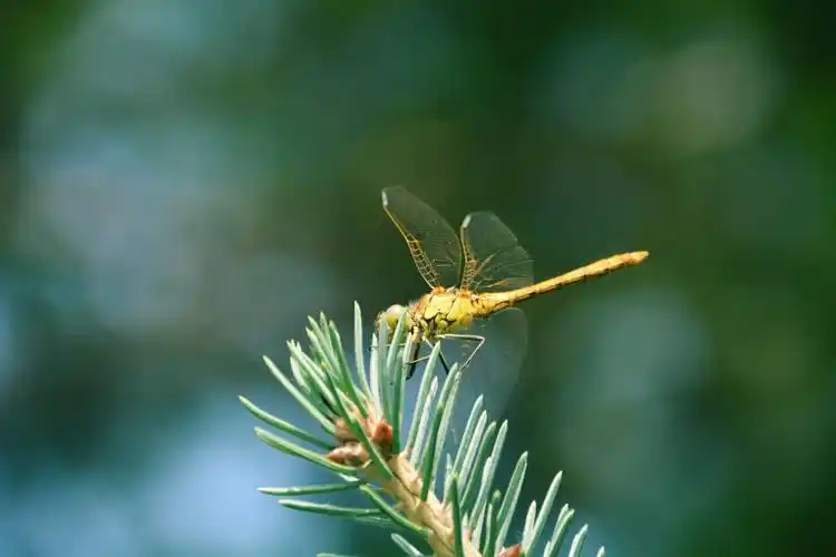 一只蜻蜓,原创拍摄_高清图集_新浪网