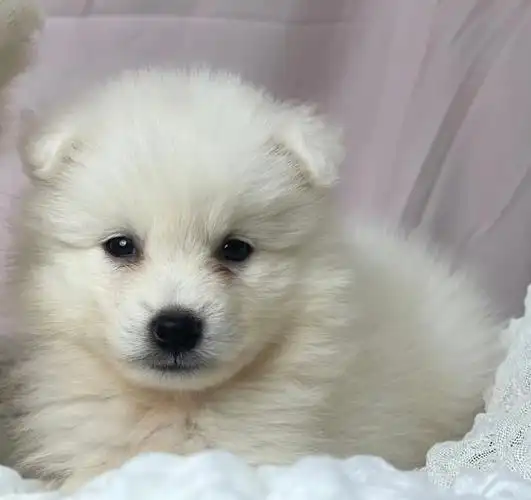 银狐犬宝宝弟弟