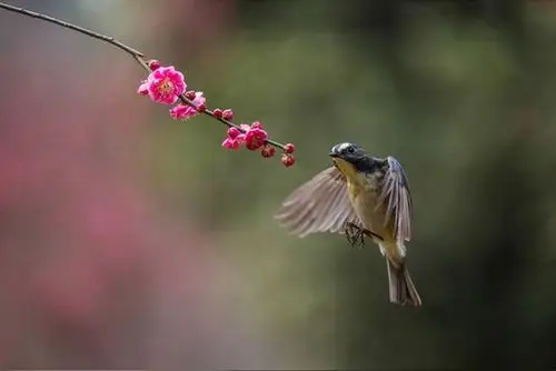 春眠不觉晓,处处闻啼鸟.