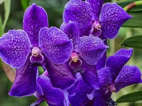 十二星座幸运花