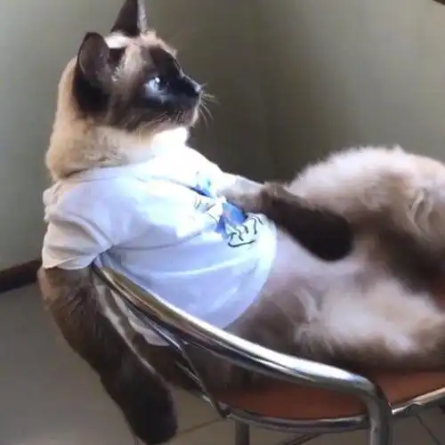 这样跷二郎腿的猫生,太羡慕了.