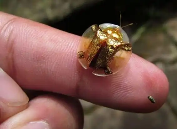 p>黄金龟甲虫(golden tortoise beetle)是一种世界上最小和最迷人的