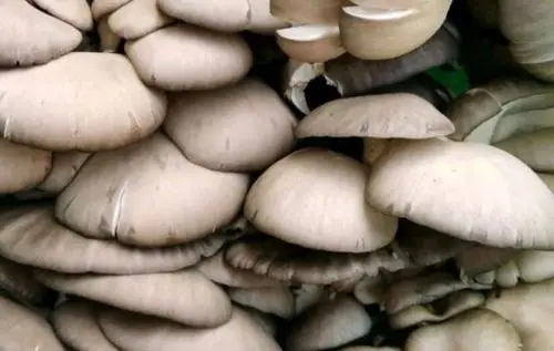 蘑菇最适合生长的温度是多少?