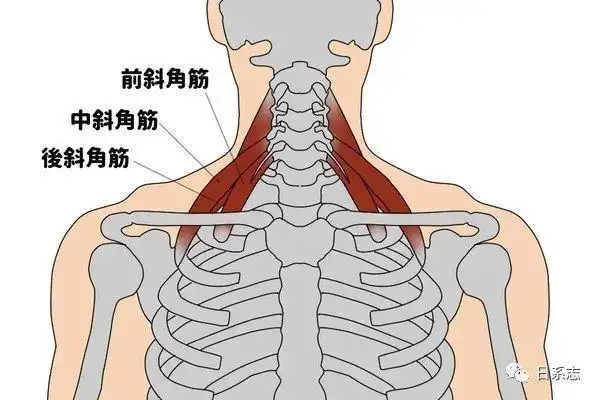 关于斜方肌的谣言,适可而止吧|肌肉|肩胛|斜角肌|提肌_网易订阅
