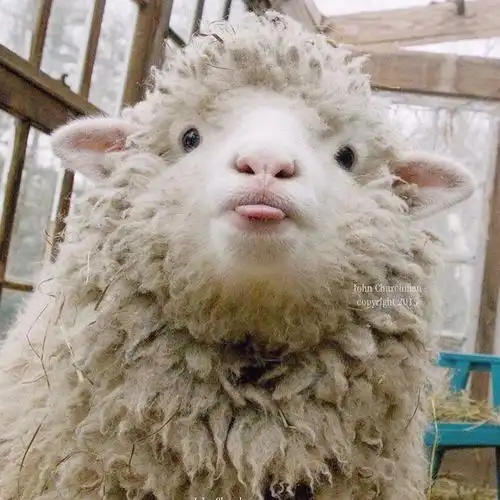 想要与可爱小羊有关的头像