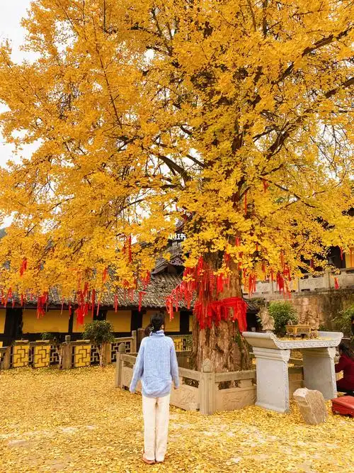 天心寺银杏正当时还可免费露营72