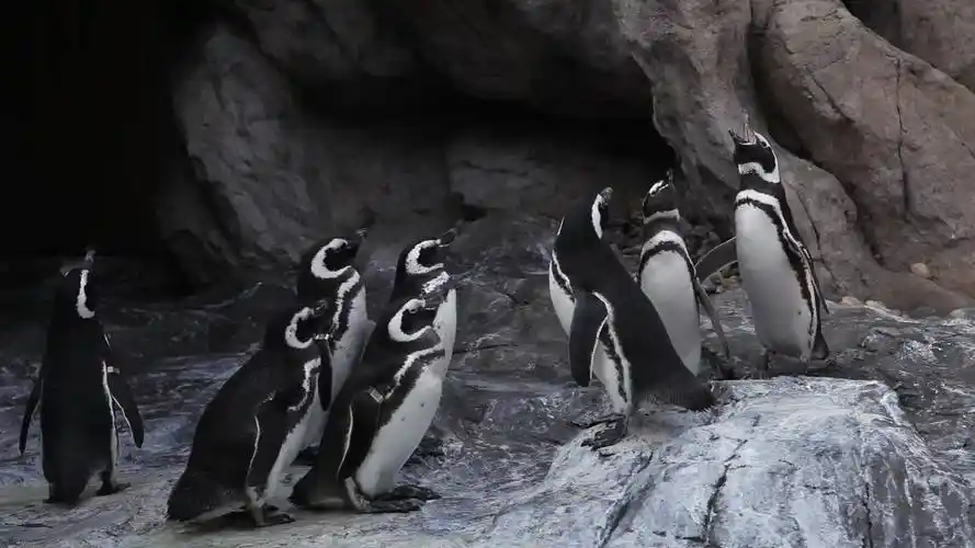 听企鹅的叫声,原来是这样叫的_哔哩哔哩_bilibili