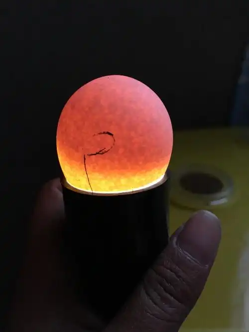 这个是受精蛋吗4天了,正常吗