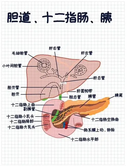 胆道系统是指走出肝门之外的胆道系统而言,包括胆囊和输胆管道(肝左管