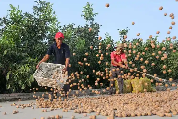 河北农大教授郭素萍和农民一起在绿岭核桃种植基地采摘核桃.