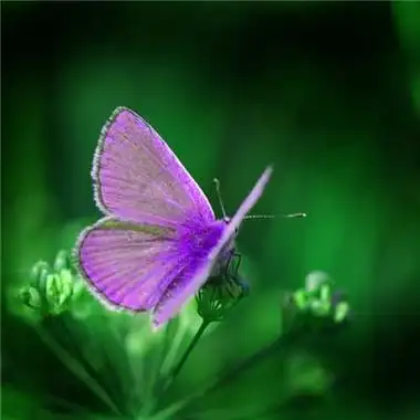 蝴蝶头像图片让美丽的蝴蝶伴着你吧