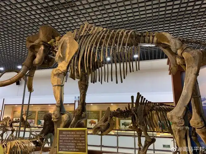 图1是黑龙江省青冈县猛犸象化石的各个发现地密密麻麻