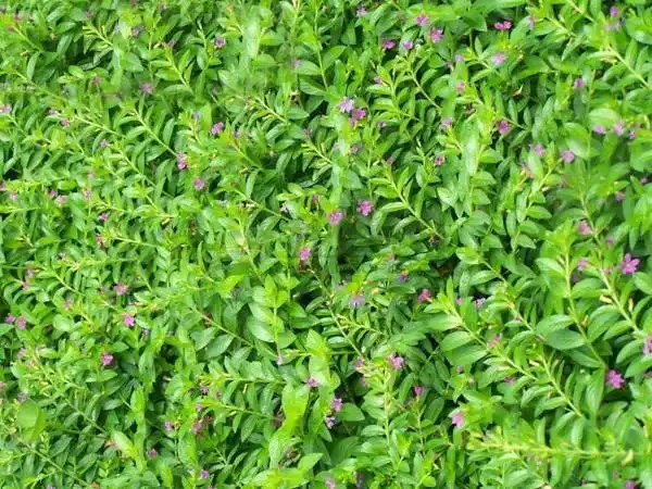 满天星的花语图片