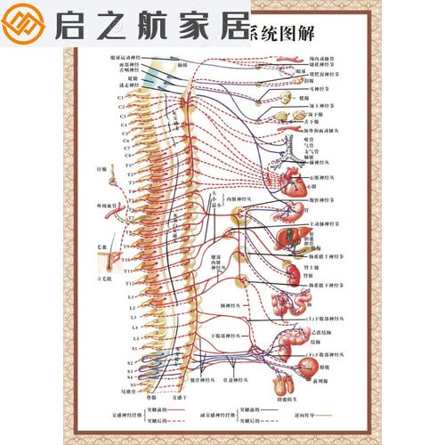 解剖图 医学挂图 神经解剖图 中医养生装饰画 人体自律神经图解 pvc