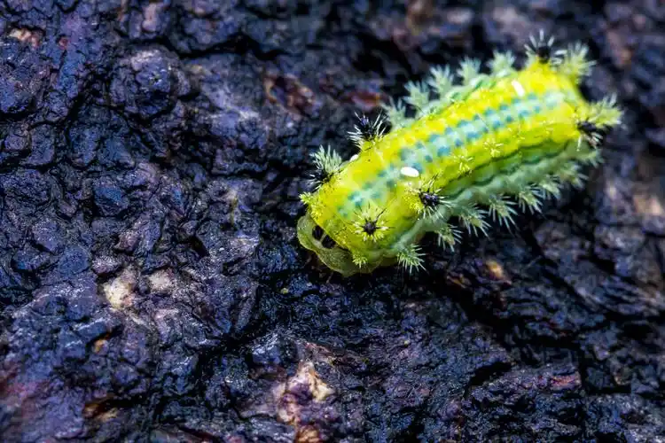 洋辣子,褐边绿刺蛾
