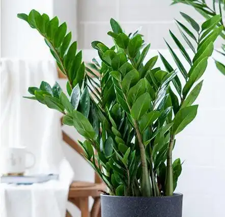 金钱树的寓意很好,家里上都会摆上颗金钱树,示意发财,财源广进.