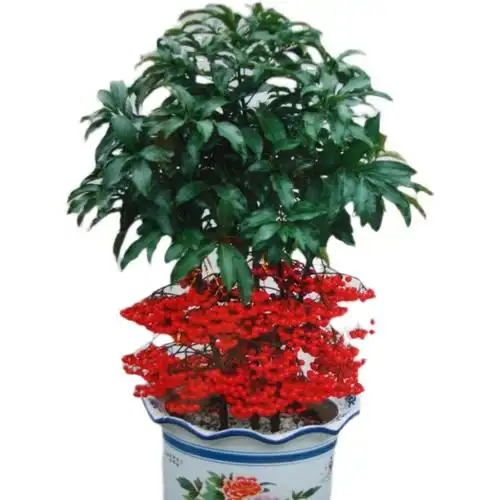 金玉满堂黄金带果包万两盆栽富贵花卉好养树苗植物时令草本花卉