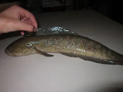 据说是外来物种···生命力特强,氧气缺乏,粒米不进9天还没死,鳞很硬