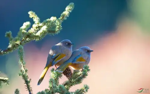 橙翅噪鹛相依相偎贺图获首页每日精华