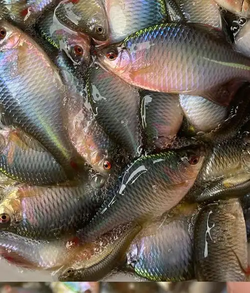 好养淡水观赏鳑鲏鱼七彩石旁皮除藻冷水鱼活体小型鱼苗原生群游鱼