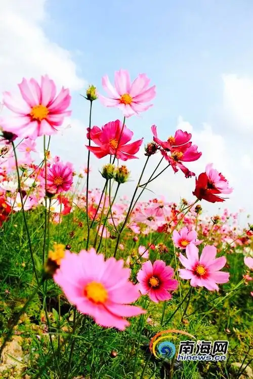 格桑花的寓意(格桑花的寓意和花语)