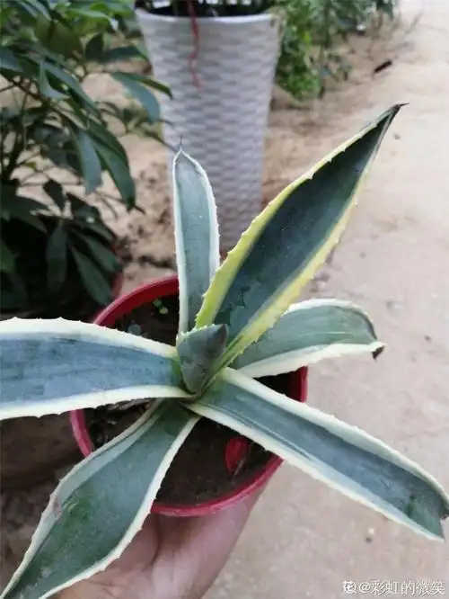 金边龙舌兰的功效与作用