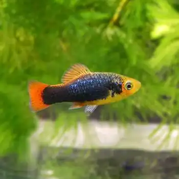 易萌 观赏热带鱼活体胎生鱼月光鱼玛丽球鱼牡丹鱼下崽