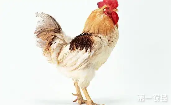 艾维茵肉鸡为什么要用网养的模式?网养有哪些要点?