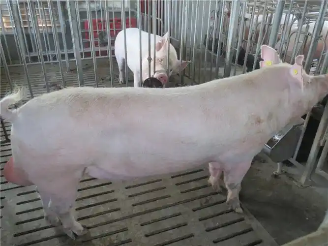 提高大约克夏猪肉质需注意哪些环节,幼猪初期管理很关键