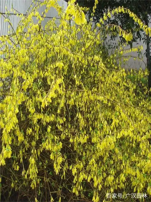 黄金条树什么时候开花?