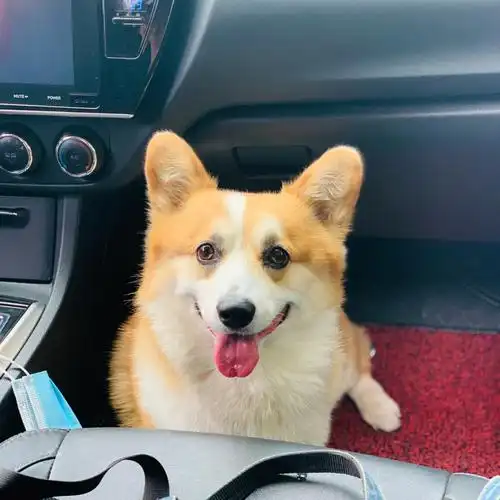 小短腿柯基晒狗子