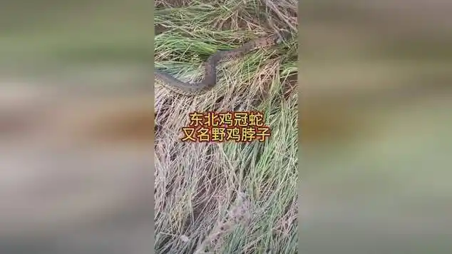 东北鸡冠蛇又名野鸡脖子|卵生|脊索动物|爬行动物|动物实拍_网易视频