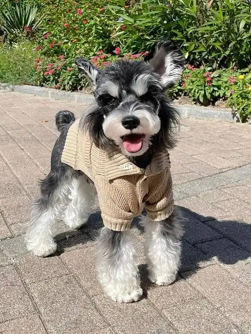 阳光下的焦糖色小暖男雪纳瑞