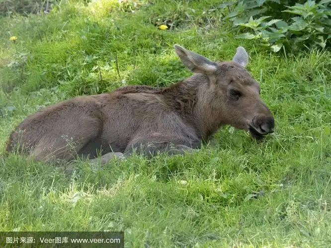 草丛中的麋鹿幼崽