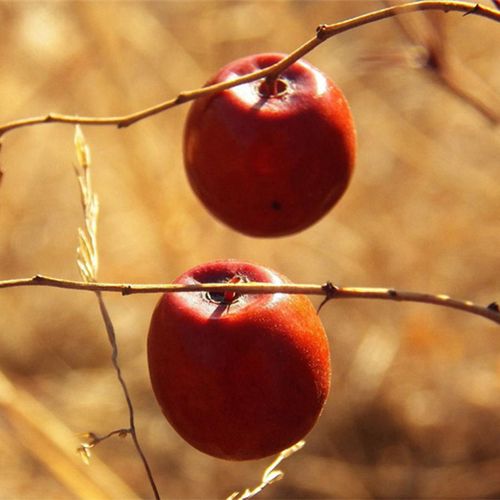 酸枣新鲜野生酸枣 野山枣 小红枣 野生葛针酸枣500g
