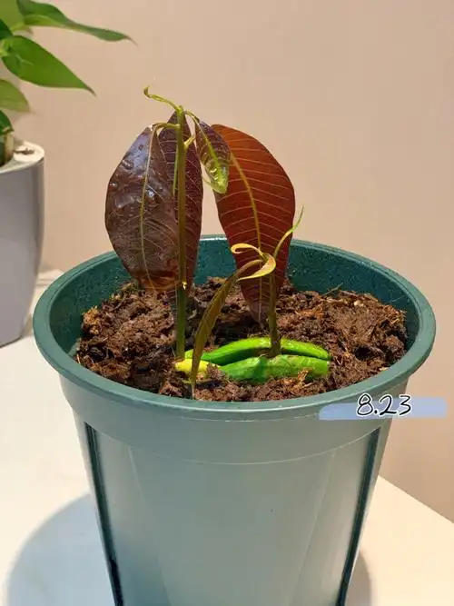 03芒果盆栽种植21823817