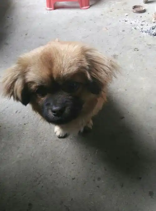 这是什么品种的狗狗啊?