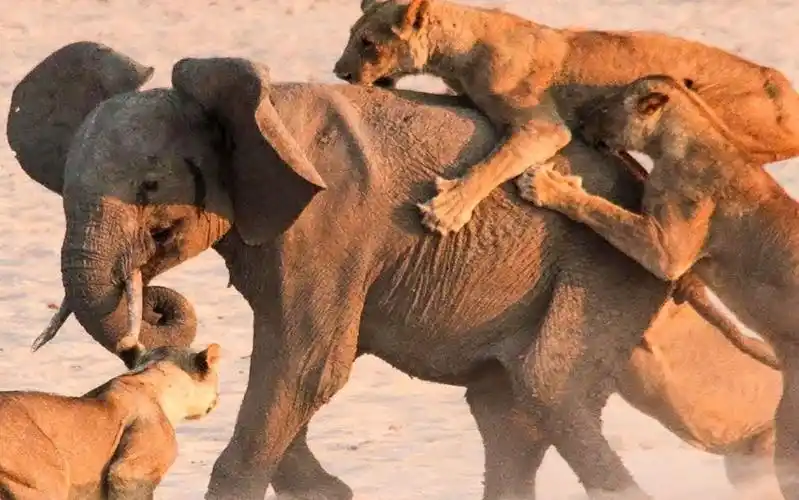 十几只狮子疯狂进攻一头大象不料狮子悲剧了镜头记录全程