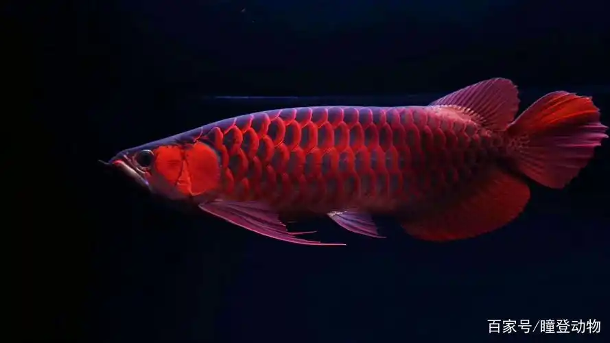 红龙鱼品种分类